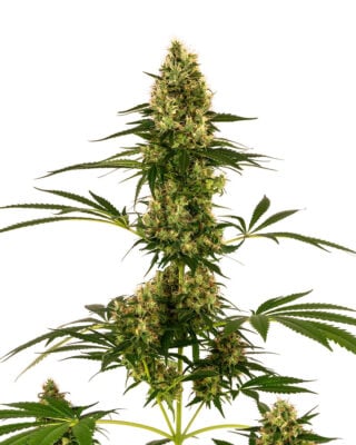 Blue Bullet - Bushdoctor