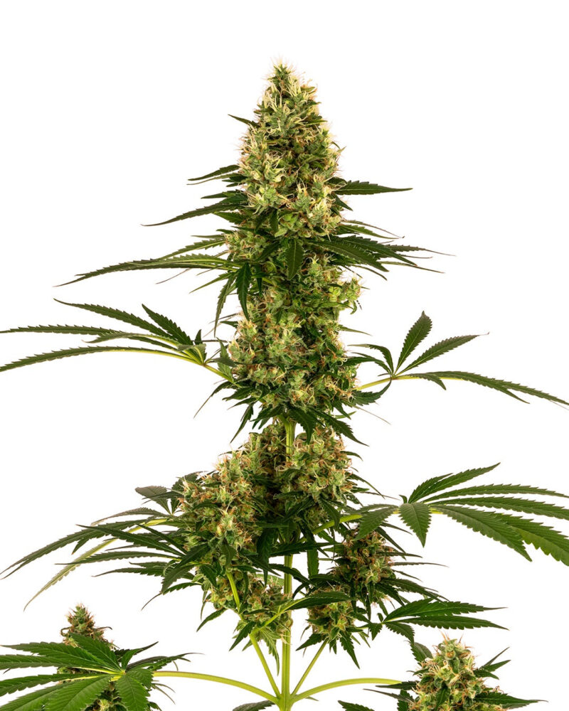 Blue Bullet - Bushdoctor