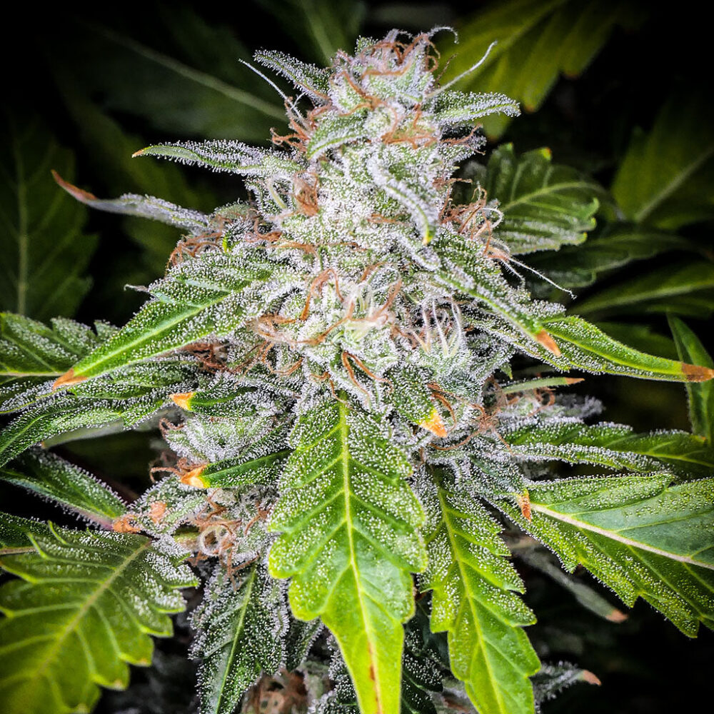 Blue Dream Auto 5 Stück - Bushdoctor