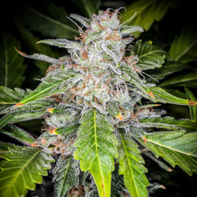 Blue Dream Auto 5 Stück - Bushdoctor