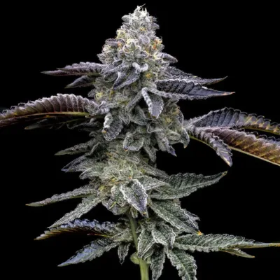 Blue Dream - Bushdoctor