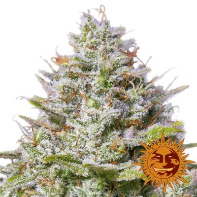 Blue Gelato 41 - Bushdoctor