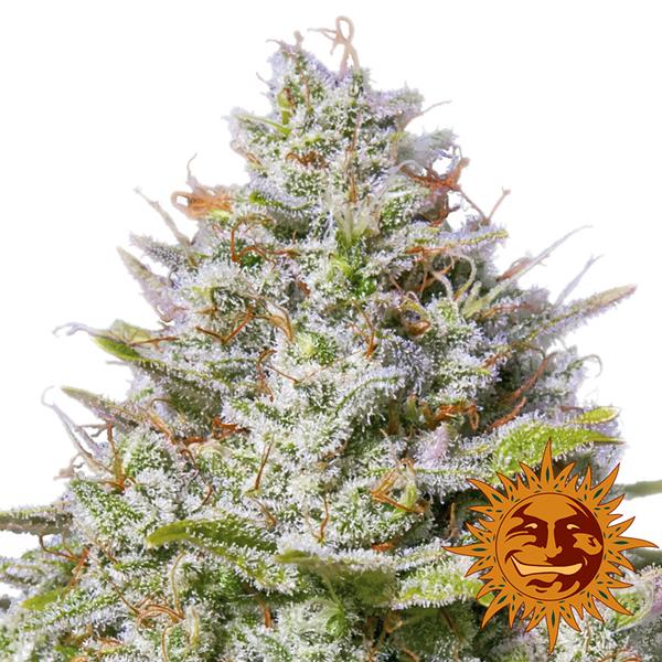 Blue Gelato 41 - Bushdoctor