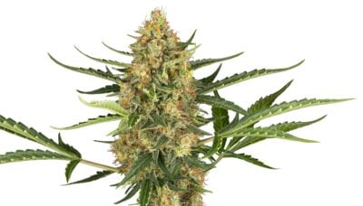 Blueberry Bubblegum - Bushdoctor
