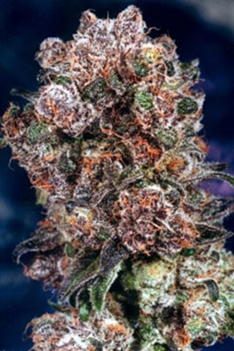 Blueberry - Bushdoctor