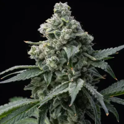 Bruce Banner BF - Bushdoctor