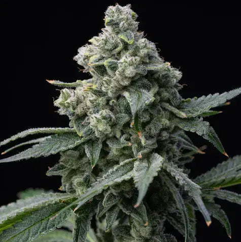 Bruce Banner BF - Bushdoctor