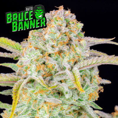 Bruce Banner Fast Buds - Bushdoctor