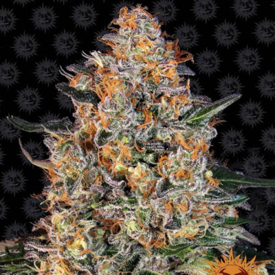 Bubba Kush - Bushdoctor