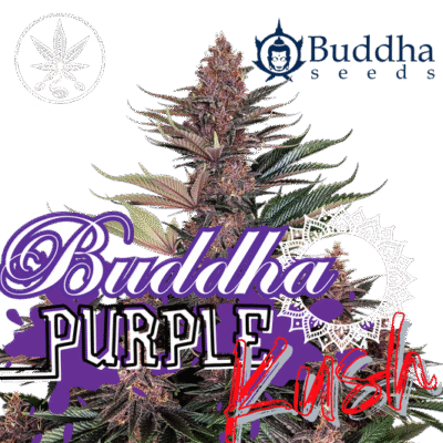 Buddha Purple Kush Auto 3 Stück - Hanfjack