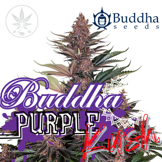 Buddha Purple Kush Auto 3 Stück - Hanfjack