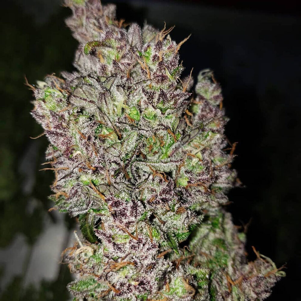 C4 Auto 5 Stück - Bushdoctor