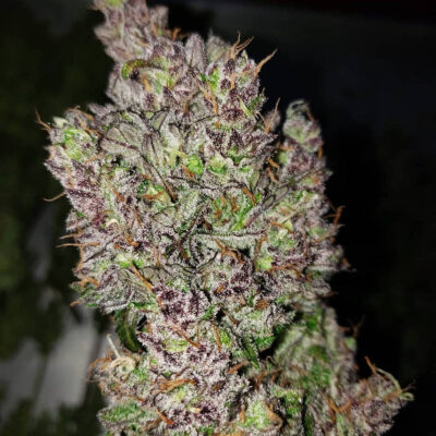 C4 Auto 5 Stück - Bushdoctor