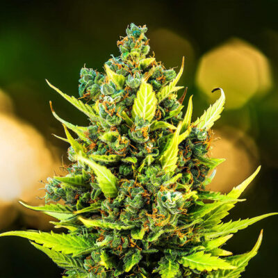 Californian Snow Auto 5 Stück - Bushdoctor