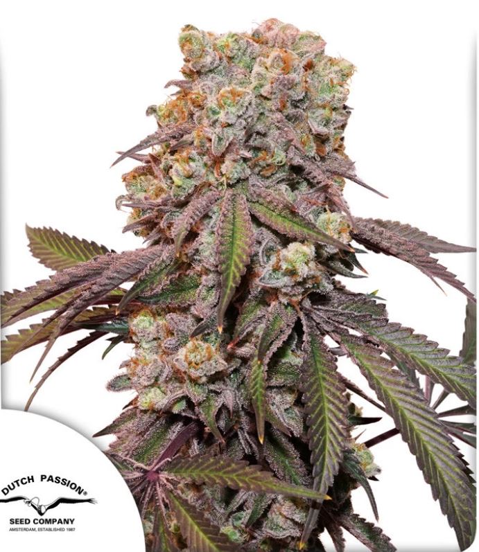 Candy Bubatz XL - Bushdoctor