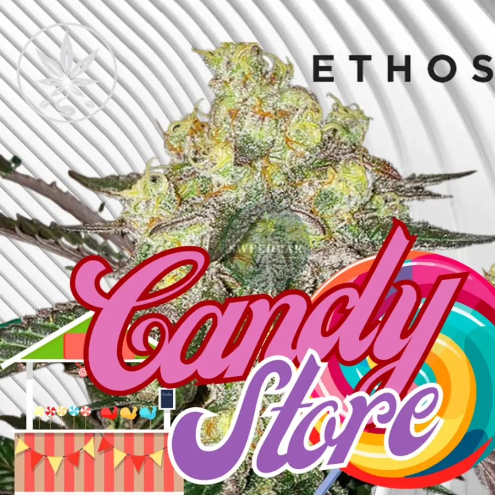 Candy Store Cannabis Stecklinge - Hanfjack