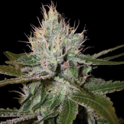 Cannalope Haze - Bushdoctor