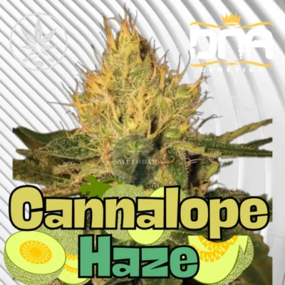 Cannalope Haze Cannabis Stecklinge 6 Stück - Hanfjack
