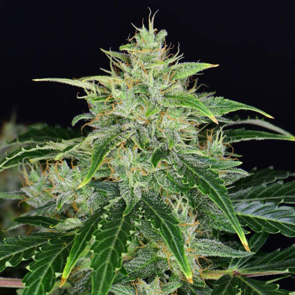 CBD Auto 20:1 5 Stück - Bushdoctor