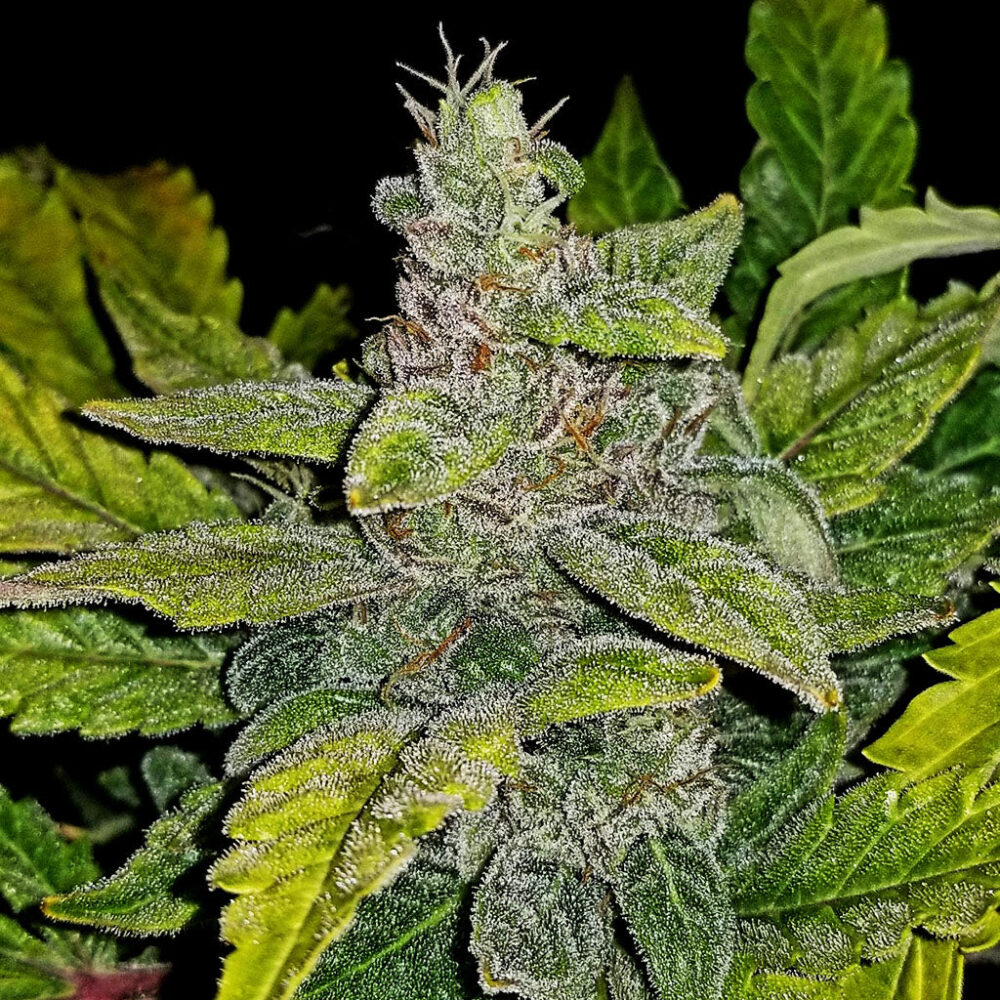CBD Crack CBD Auto 1:1 5 Stück - Bushdoctor