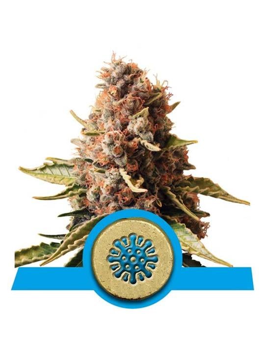 CBD Euphoria - Bushdoctor