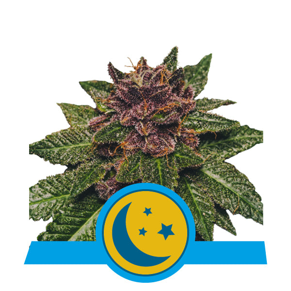 CBD Purplematic Auto feminisiert 5 Stück - Bushdoctor