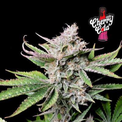 Cherry Cola Auto 5 Stück - Bushdoctor