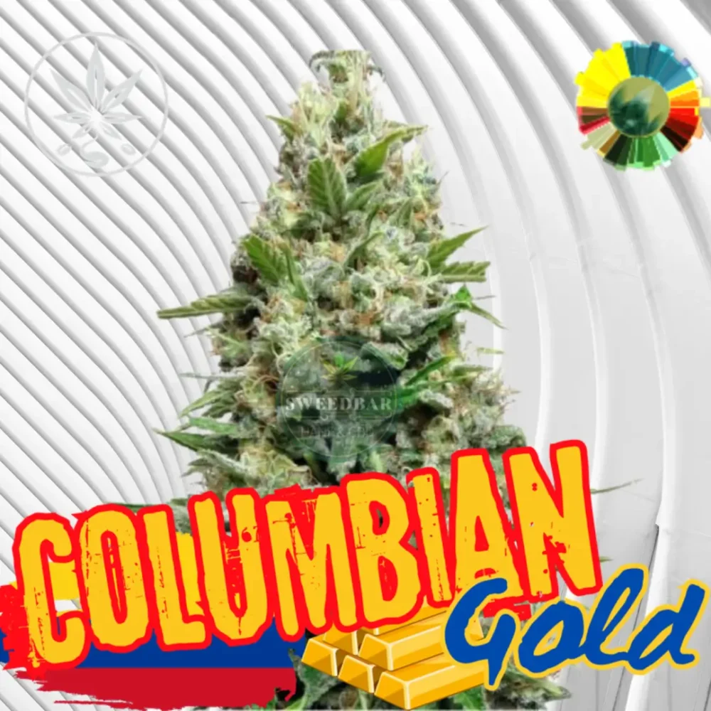 Colombian Gold Cannabis Stecklinge 6 Stück - Hanfjack