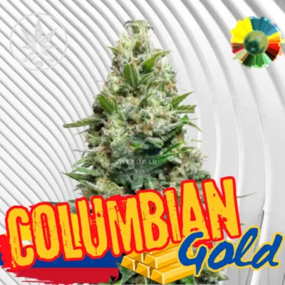 Colombian Gold Cannabis Stecklinge 6 Stück - Hanfjack