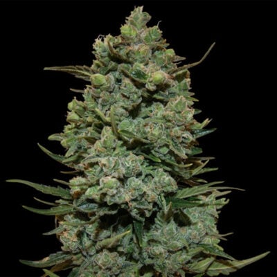 Cookies Kush - Bushdoctor