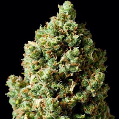 Critical Kush - Bushdoctor