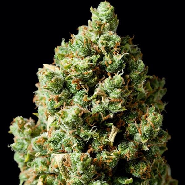 Critical Kush - Bushdoctor