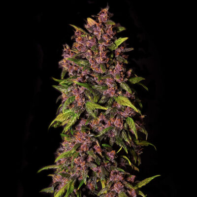 Crystal Meth Auto 5 Stück - Bushdoctor