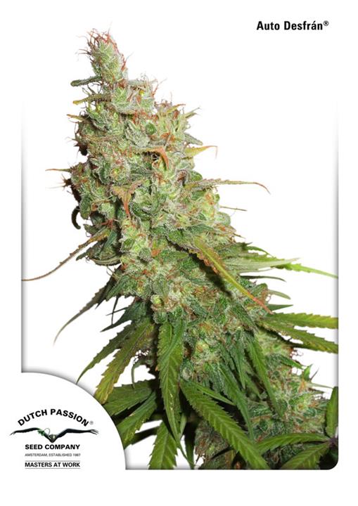 Desfrán - Bushdoctor