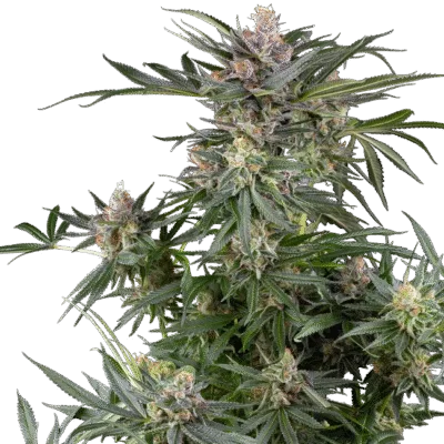 Dosimosa - Bushdoctor