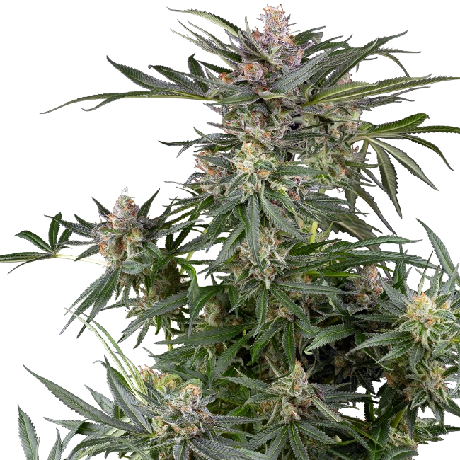 Dosimosa - Bushdoctor