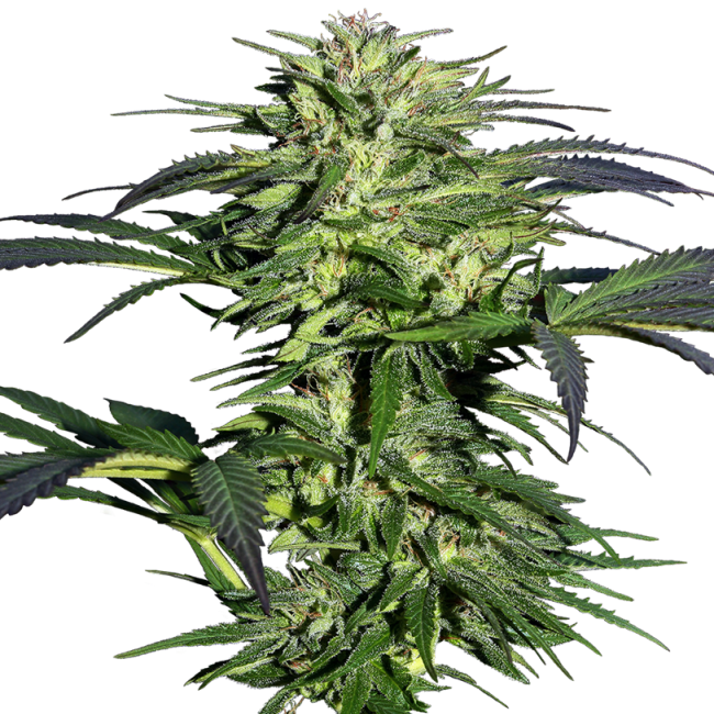 Durban Feminisiert 3 Stk - Bushdoctor