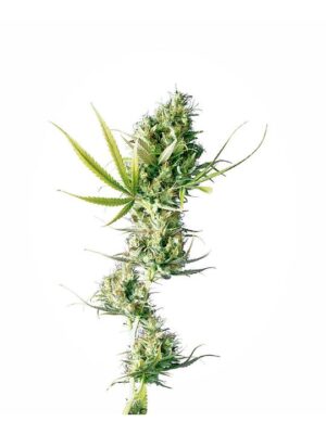 Durban - Bushdoctor