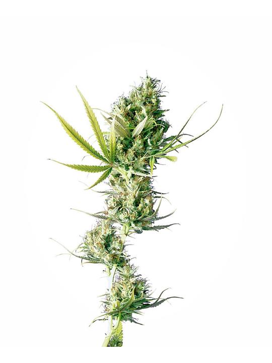 Durban - Bushdoctor