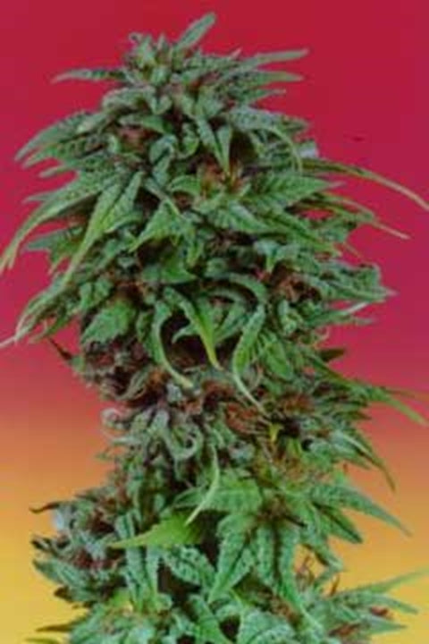 Durban Poison - Bushdoctor