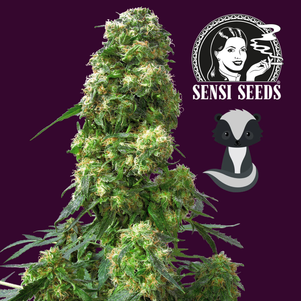 Early Skunk 1 Stk - Bushdoctor