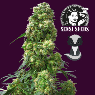 Early Skunk 1 Stk - Bushdoctor