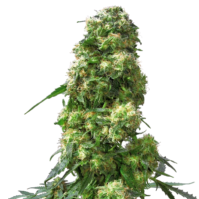 Early Skunk Feminisiert 3 Stk - Bushdoctor