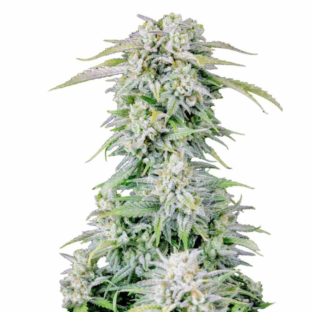 Fast Buds Afghan Kush Auto 3 Stück - Hanfjack