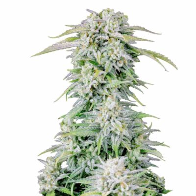 Fast Buds Afghan Kush Auto 3 Stück - Hanfjack