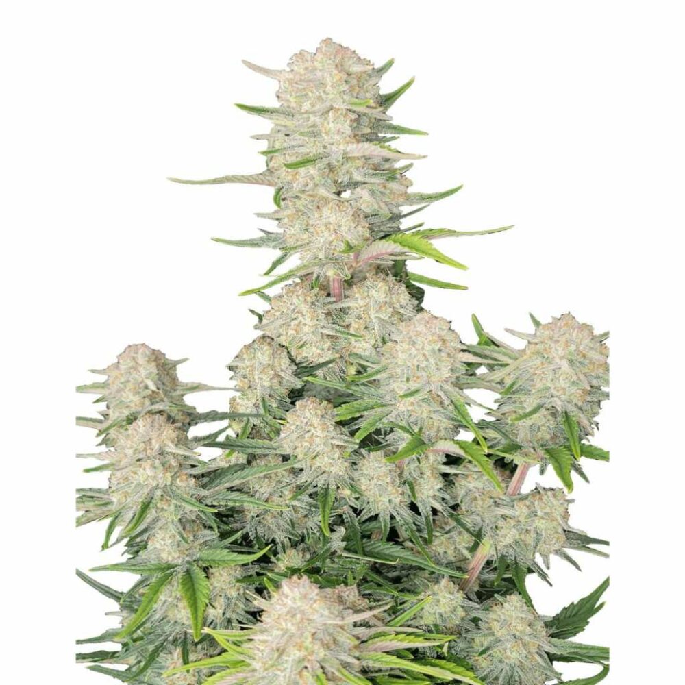 Fast Buds Apricot Auto 3 Stück - Hanfjack