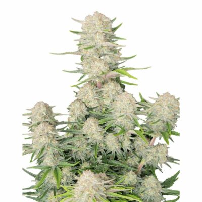 Fast Buds Apricot Auto 3 Stück - Hanfjack