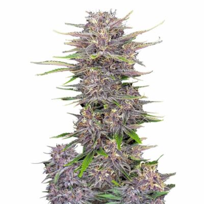 Fast Buds Banana Purple Punch Auto 3 Stück - Hanfjack