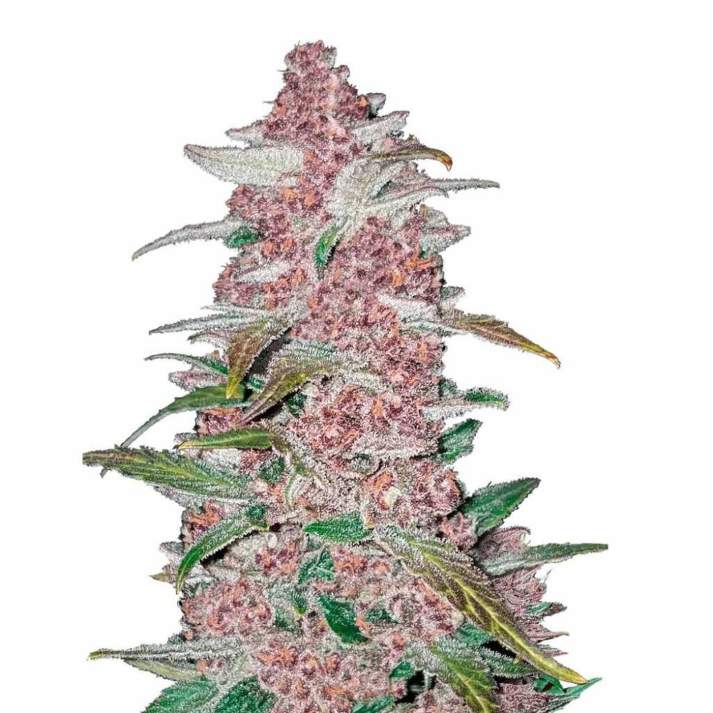 Fast Buds Blackberry Auto 3 Stück - Hanfjack