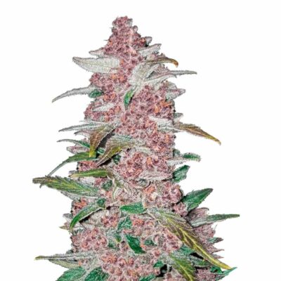 Fast Buds Blackberry Auto 3 Stück - Hanfjack